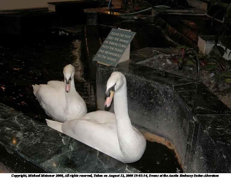Swans at the Austin Embassy Suites-Aboretum #4