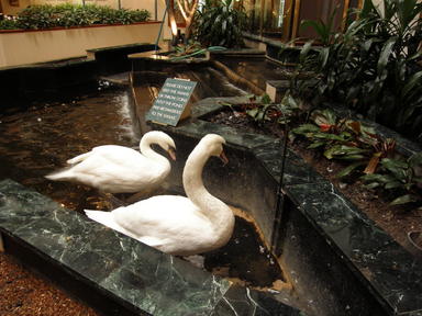 Swans at the Austin Embassy Suites-Aboretum