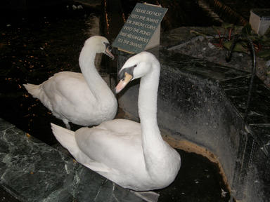 Swans at the Austin Embassy Suites-Aboretum #2