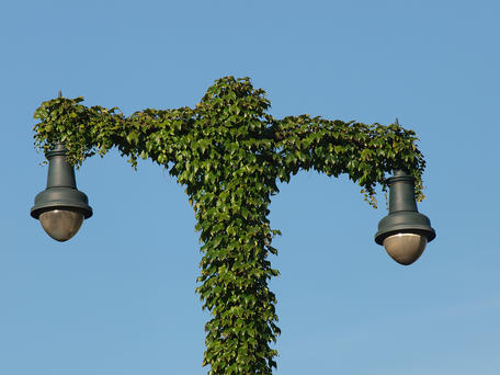 Ivy covered lamps