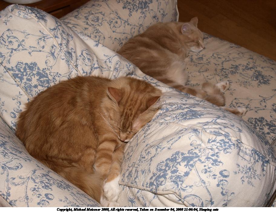 Sleeping cats