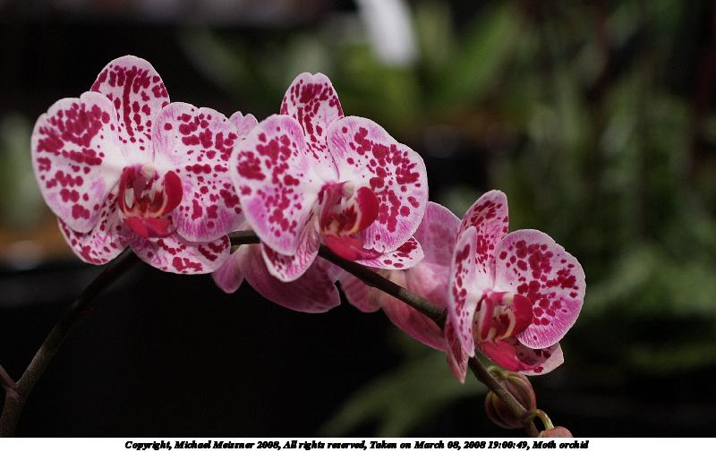 Moth orchid #7