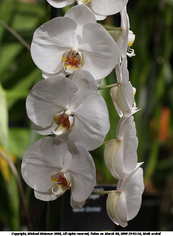 Moth orchid #8