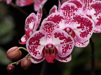 Moth orchid #3