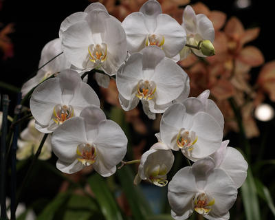 Moth orchid #9