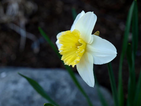 Daffodil #2