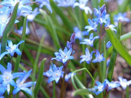 Blue flowers #2