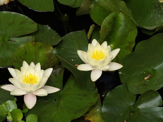Water lily #3