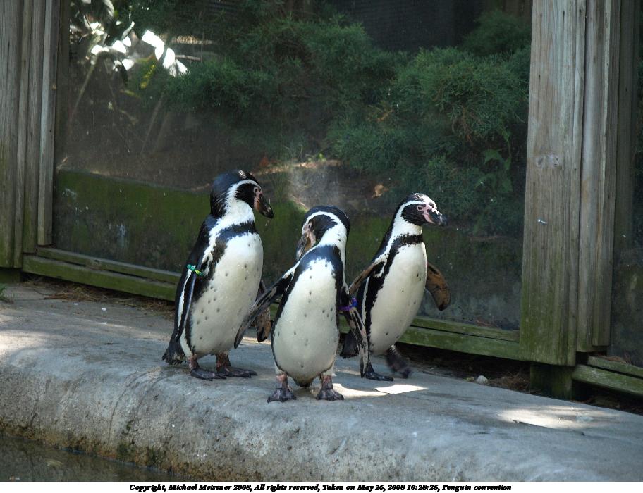 Penguin convention