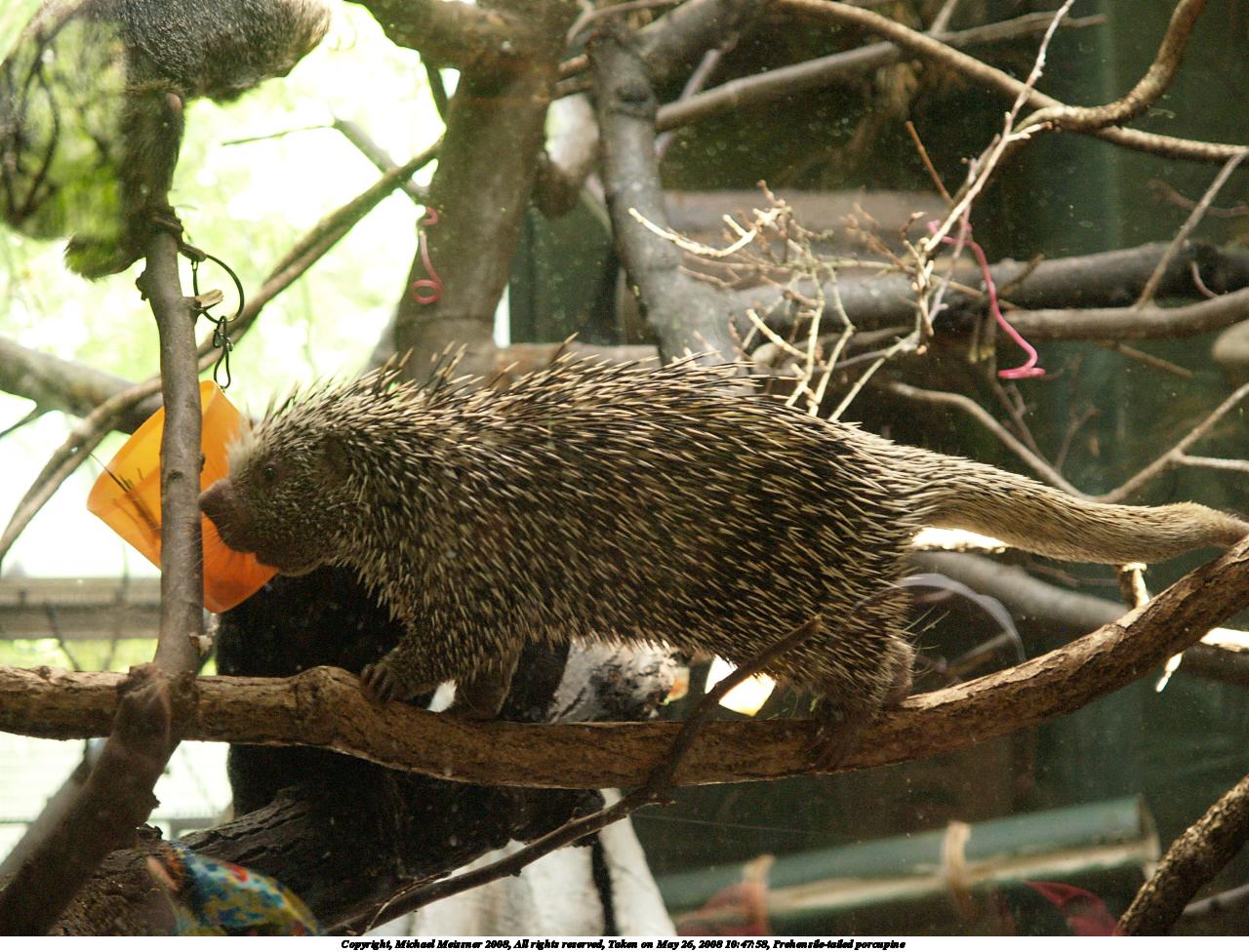 Prehensile-tailed porcupine #2