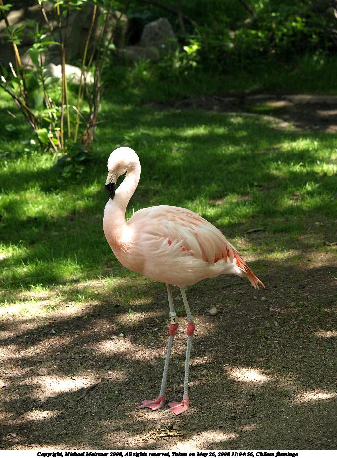 Chilean flamingo #3
