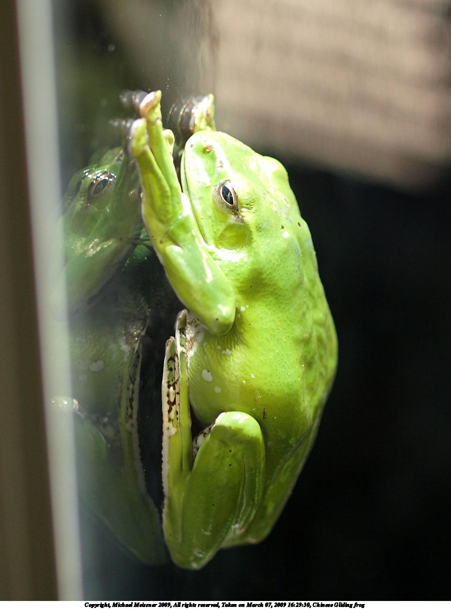 Chinese Gliding frog #2