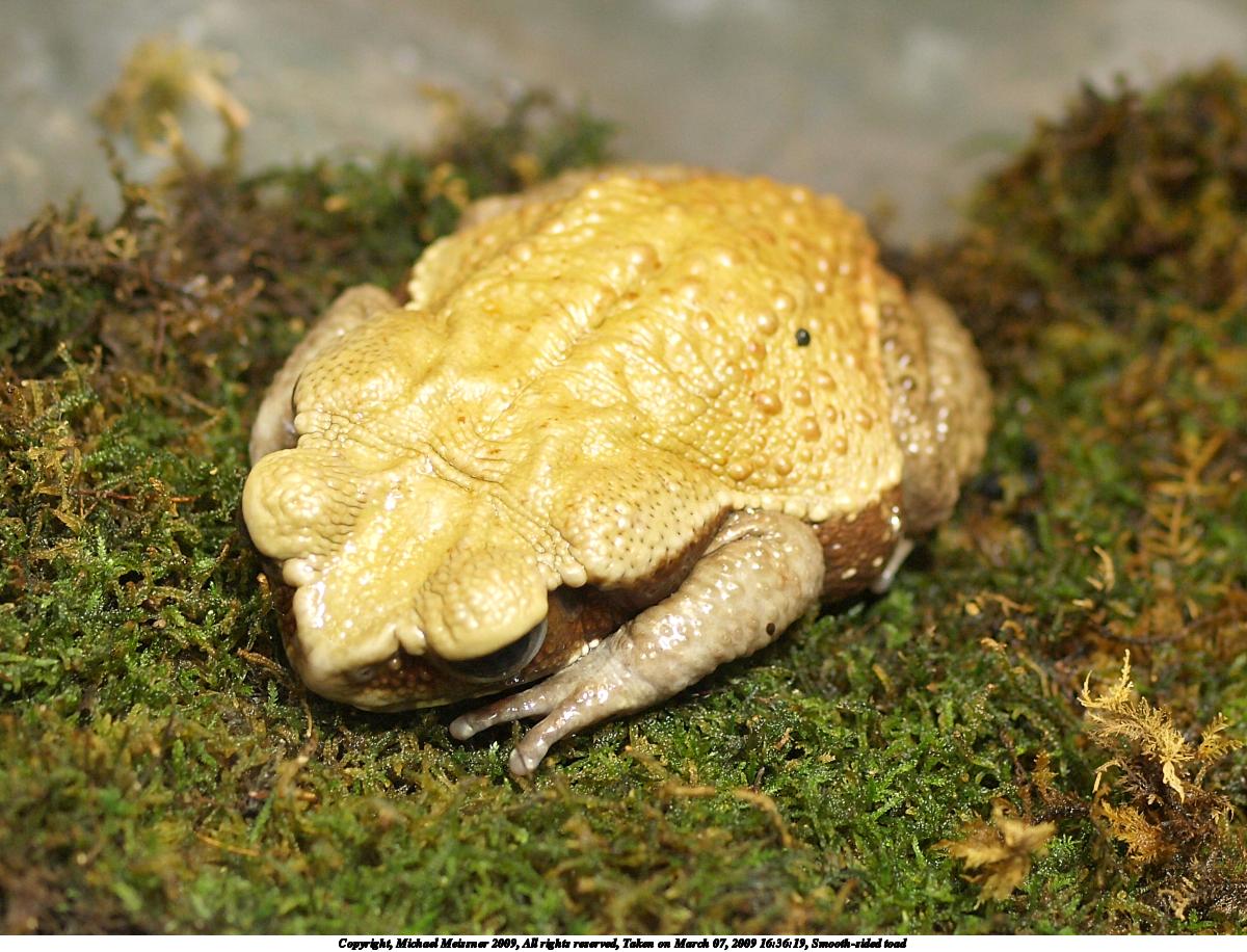 Smooth-sided toad #2