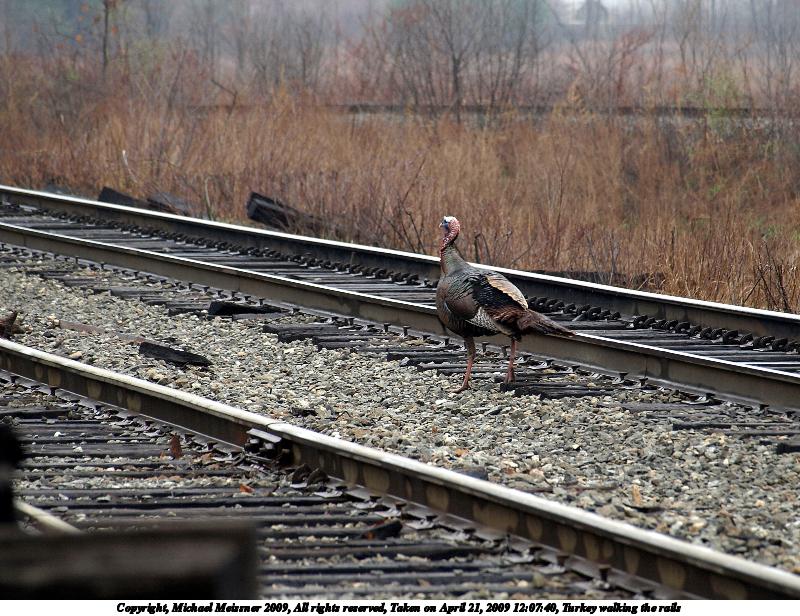 Turkey walking the rails