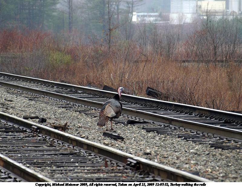 Turkey walking the rails #2