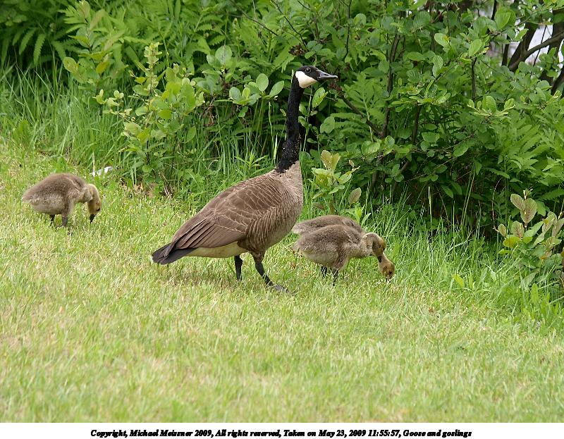 Goose and goslings