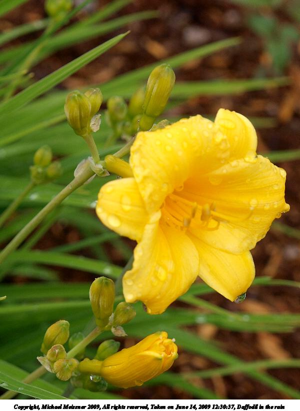 Daffodil in the rain