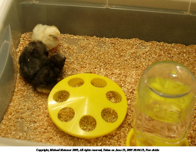 New chicks