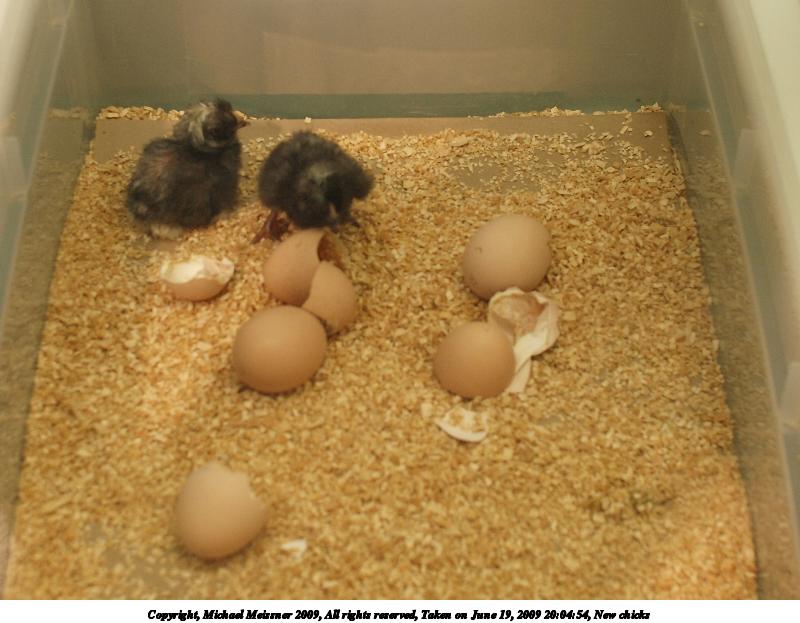 New chicks #2