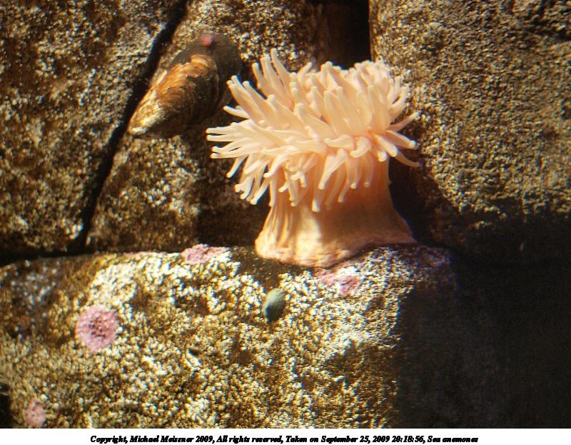 Sea anemones #3