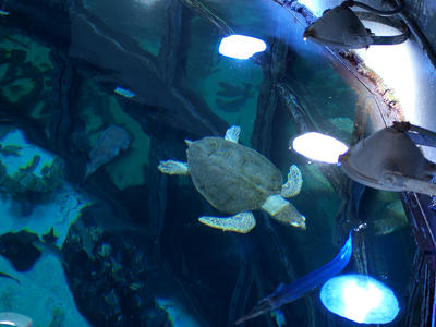 Sea turtle #3