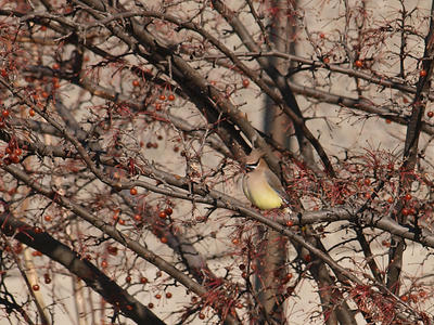 Bird in a tree #2
