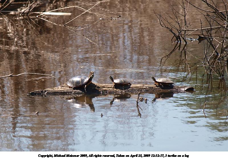 3 turtles on a log