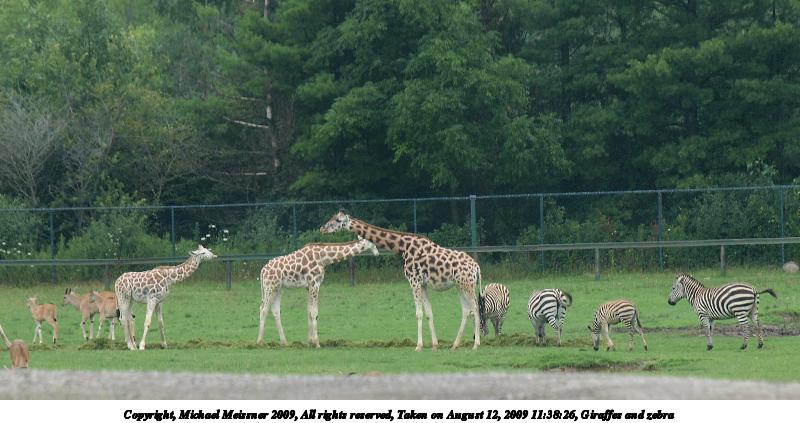Giraffes and zebra