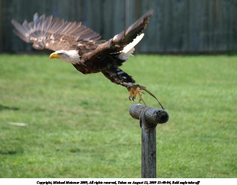 Bald eagle take-off