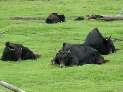 Sleeping cattle