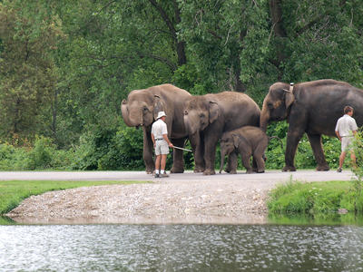 Elephants about to swim
