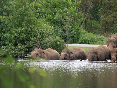 Elephants swimming #2