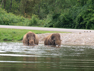 Elephants swimming #3
