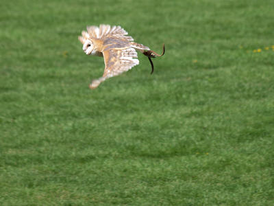 Flying owl #6