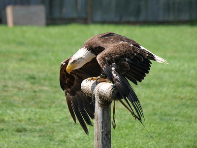 Eagle-one-niner you are cleared for take-off