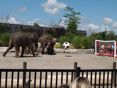 Elephant soccer