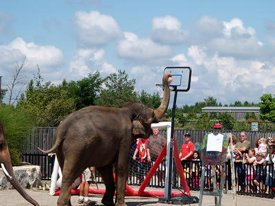 Elephant basketball #2