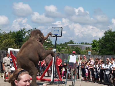 Elephant basketball #3