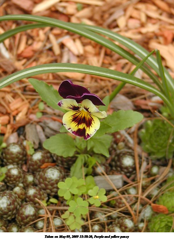 Purple and yellow pansy