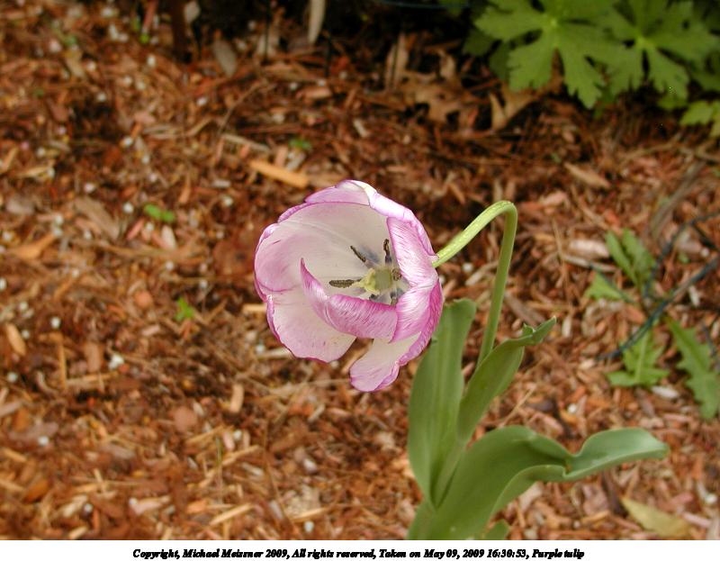 Purple tulip #3