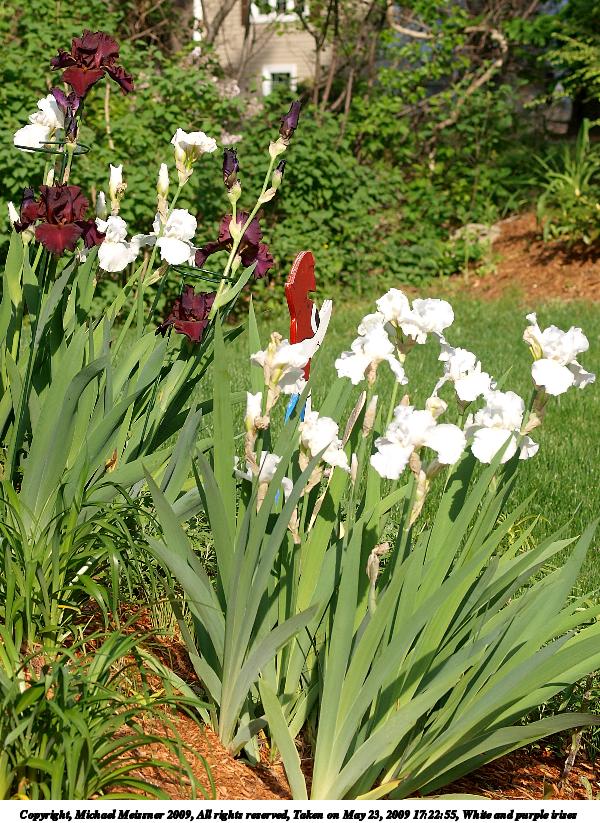 White and purple irises