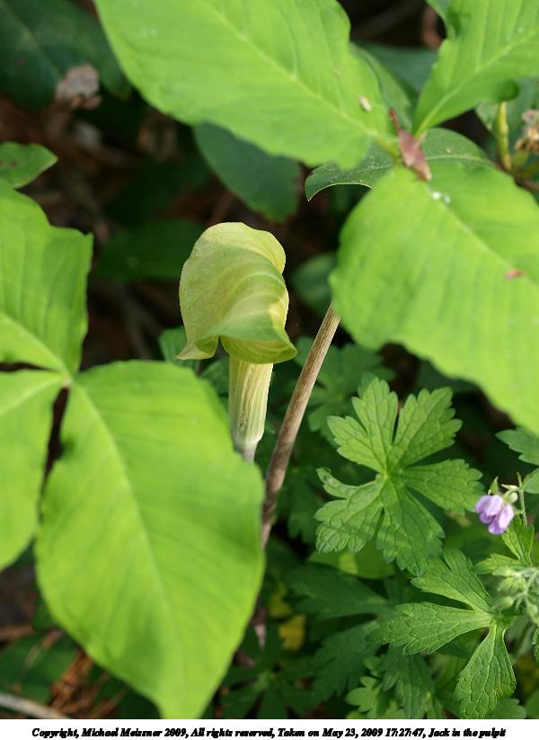 Jack in the pulpit #2