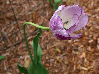 Purple tulip #2
