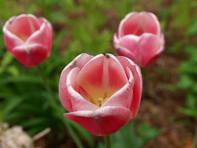 Red tulips #2