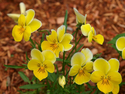 Yellow pansies #3