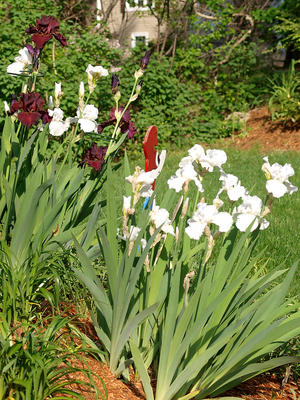 White and purple irises