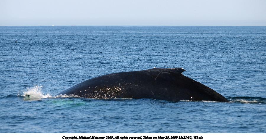 Whale #5