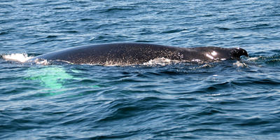 Whale #3