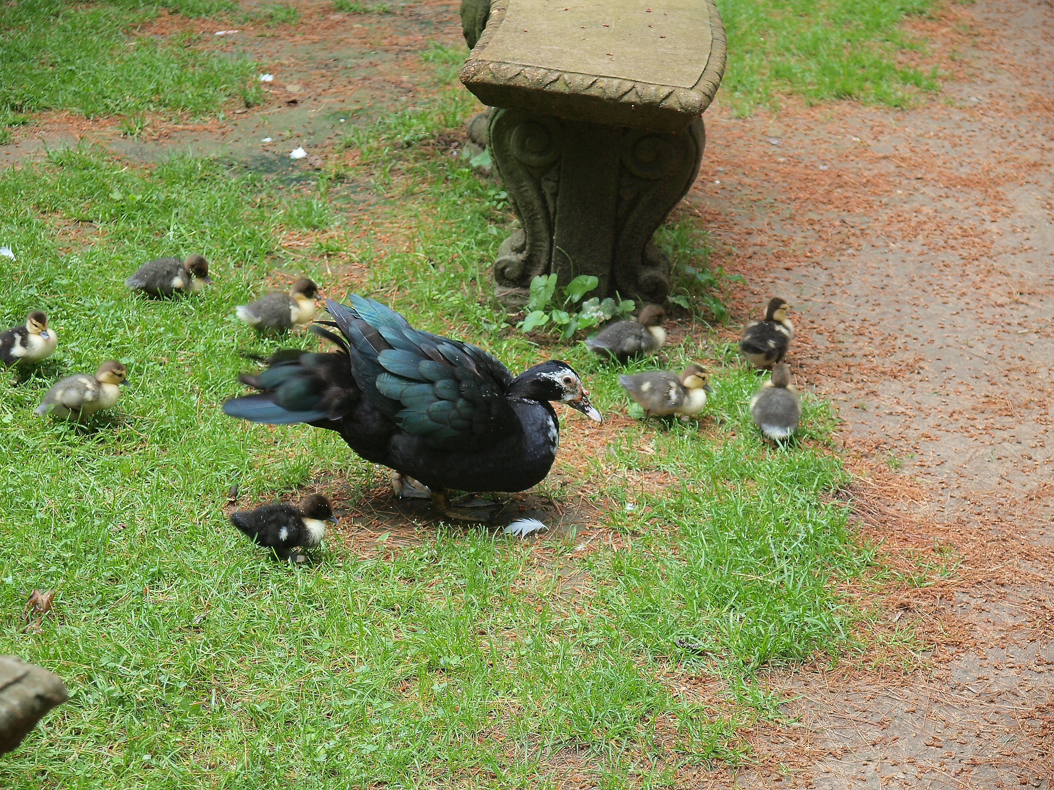 Duck with fuzzy ducklings #3