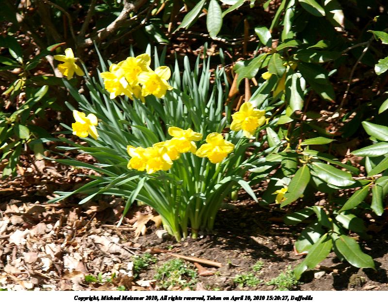 Daffodils #2